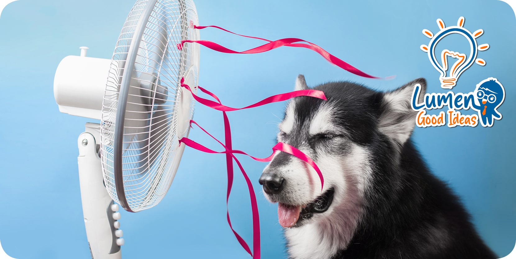 copertina cane